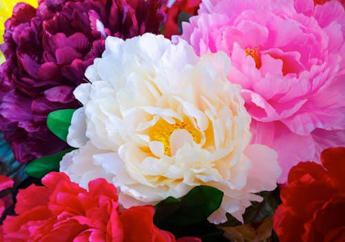 A lush collection of multi-colored peonies in the wild