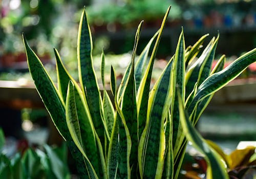 A close view of a snake plant's leaves