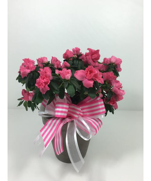 Azalea Plant Kansas City MO Flower Delivery Toblers Florist