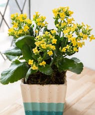 Kalanchoe in Yellow