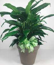 Spathiphyllum Plant In Ceramic