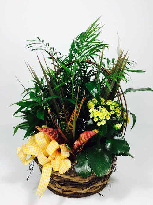 Dish Garden with Blooming Plant With a Blooming Plant Kansas City MO