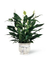 Comfort Planter