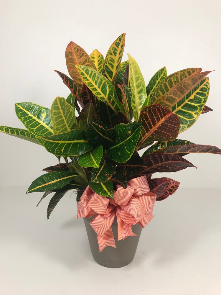 Croton Plant Kansas City Plant Delivery by Toblers