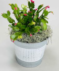 Christmas Cactus in Container