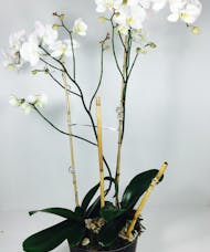 Double Stem Orchid Planter