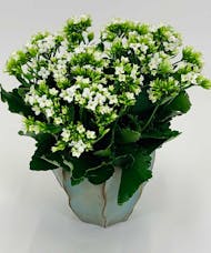 Kalanchoe in Blue Ceramic