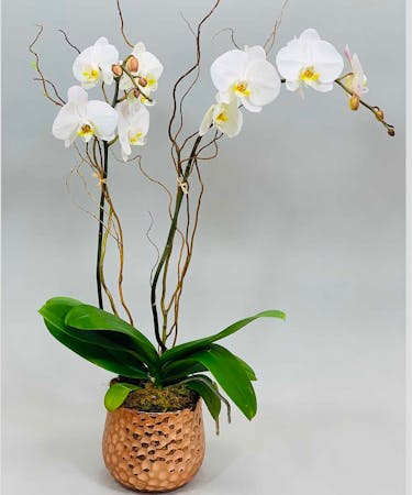 Exotic Double Orchid Plant