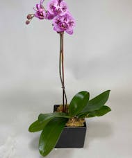 Exotic Orchid (Small)