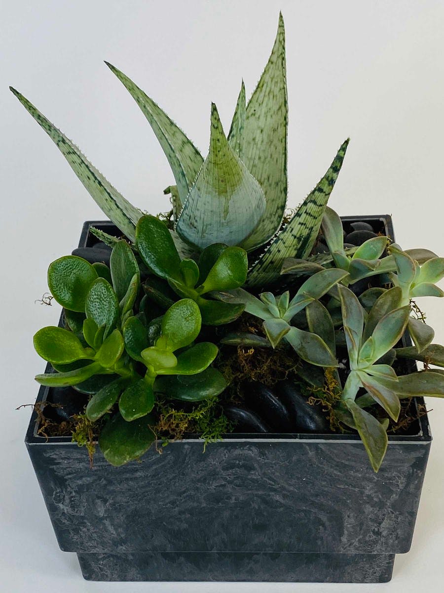 Succulent Garden | Kansas City Succulent Delivery