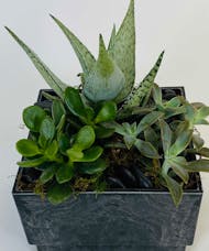 Mini Succulent Garden