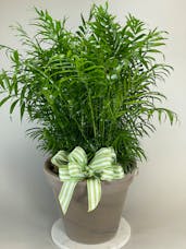 Parlor Palm