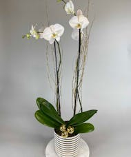 Holiday Double Orchid