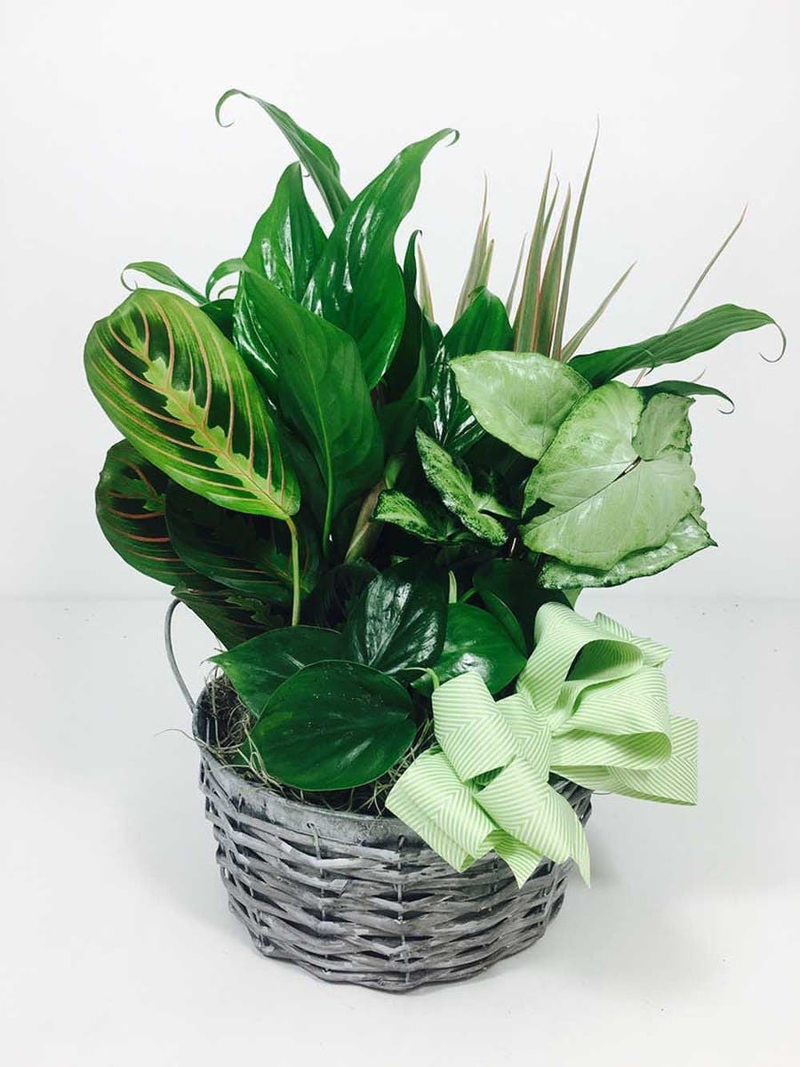 Splendid Planter Kansas City Plant Delivery by Toblers