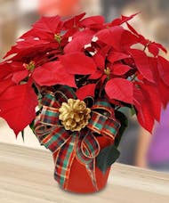 Poinsettia Plant -Upgraded Container