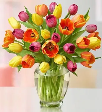 Fresh Tulips