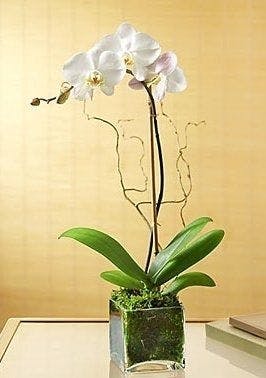 Exotic Orchid Plant Kansas City Orchid Delivery
