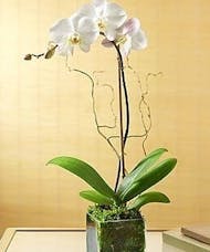 Exotic Orchid Plant